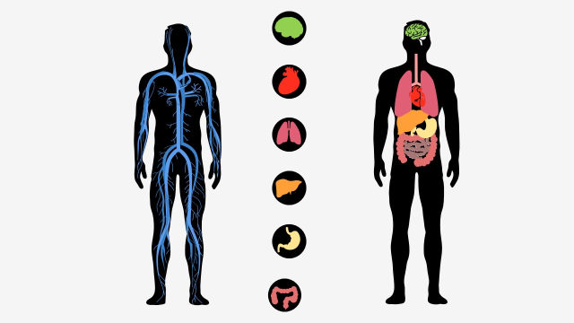 آناتومی و اعضای داخلی بدن انسان