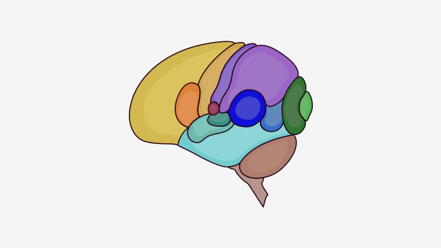 بخش‌های مختلف مغز انسان