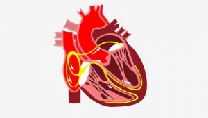 آناتومی قلب