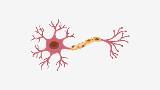 ساختار نرونهای عصب