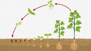 چرخه تولید و رشد گیاه