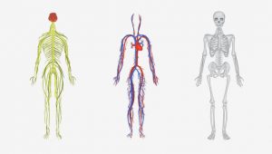 سیستم عصبی و گردش خون و اسکلت انسان